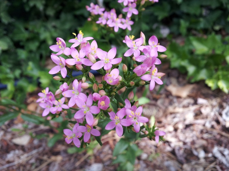 Centaurium erythraea